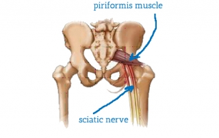 anatomy of pelvis - piriformis and sciatic nerve