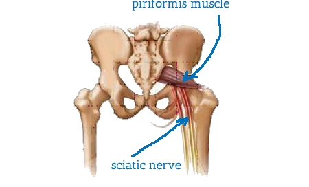 anatomy of pelvis - piriformis and sciatic nerve
